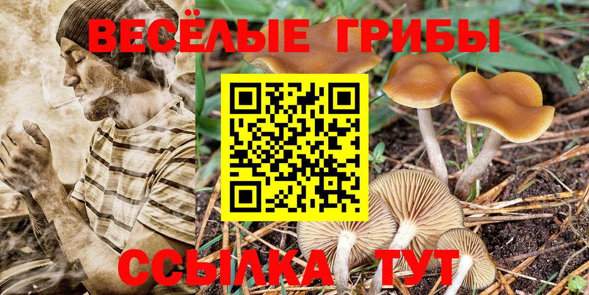 Псилоцибиновые грибы Psilocybine cubensis Гурьевск