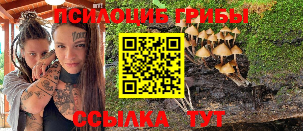 Галлюциногенные грибы Psilocybine cubensis  Галлюциногенные грибы прущие грибы  Гурьевск  наркотики  Вход с VPN 